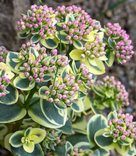 Sedum SunSparkler® 'Lime Twister' 